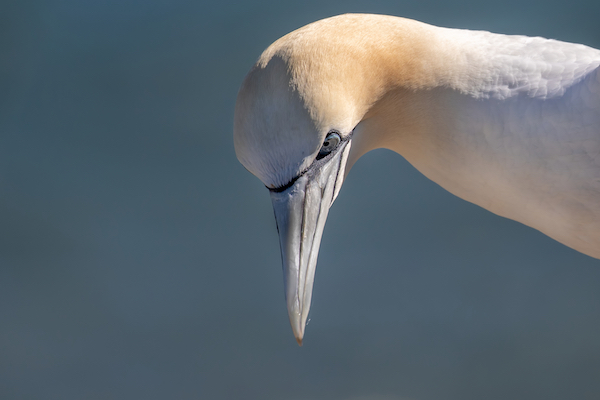 Close up of a Gannet's head