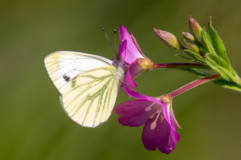 Example of background control: A Green-veined White butterfly stands out clearly against a soft-focus green backdrop.