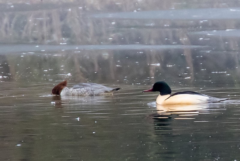 A pair of Goosanders on still water in low light. The male is sharply marked in black and white with a dark green head; the female is chestnut-headed and just beginning to dive.