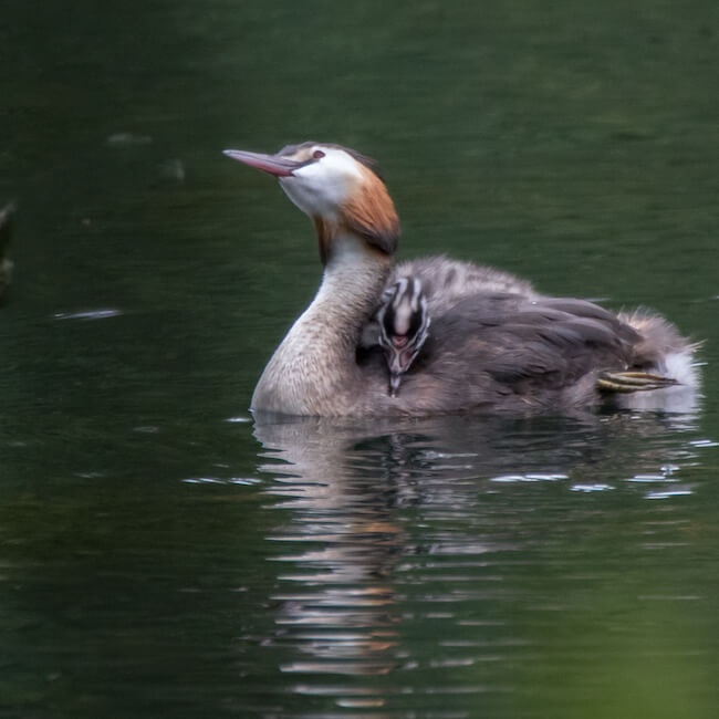 young great crested grebe chick riding on parent's back on water young great crested grebe chick riding on parent's back on water