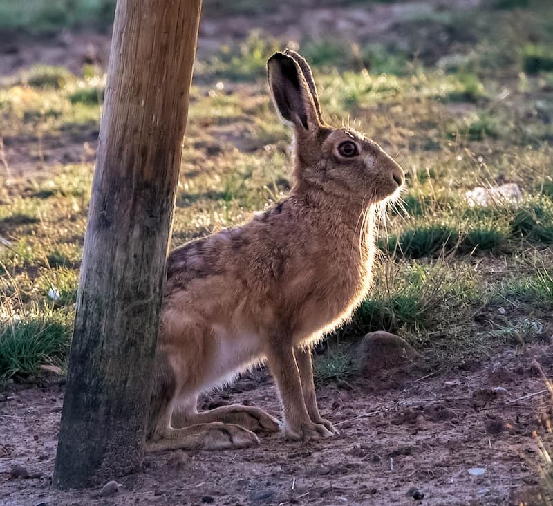 backlit hare at spurn head