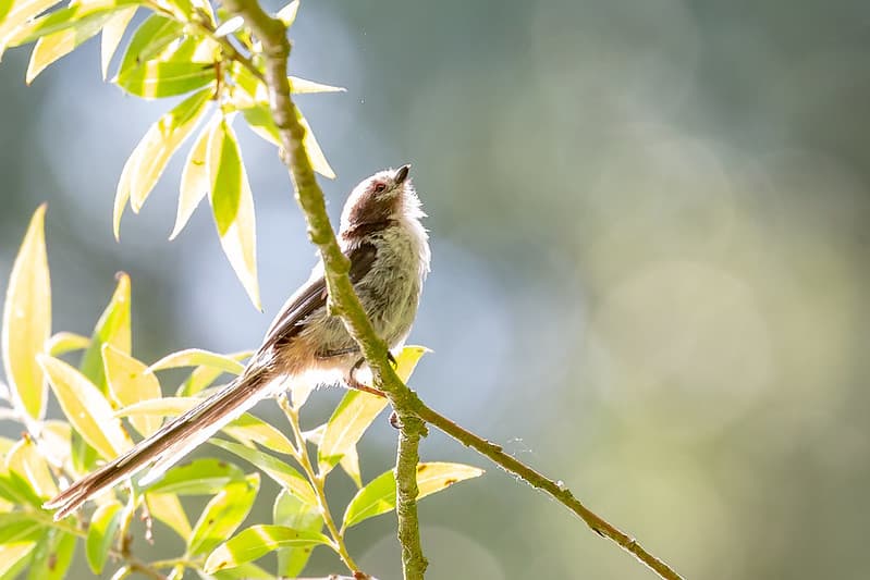 Long tailed tit photo taken in backlit conditions