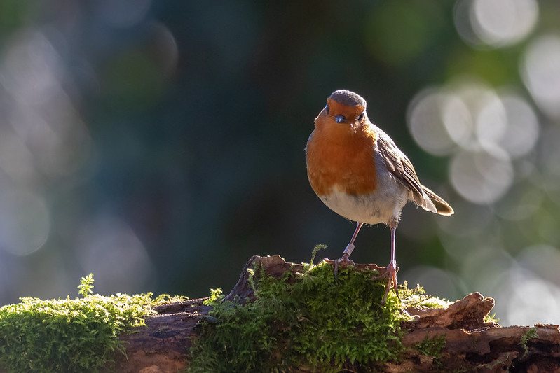 Robin facing the camera with rim light on its wing against a dark green hedge