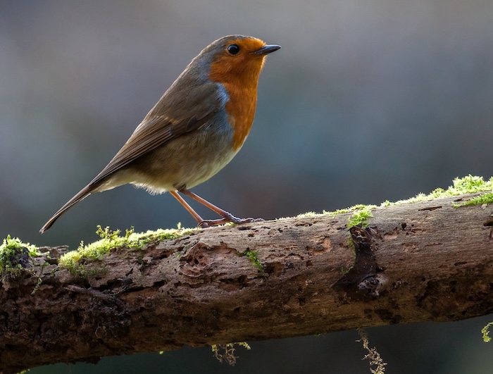 Backlit photo of robin