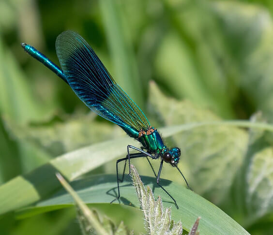 Metallic blue male Banded Demoiselle damselfly resting near the water’s edge at Titchmarsh LNR