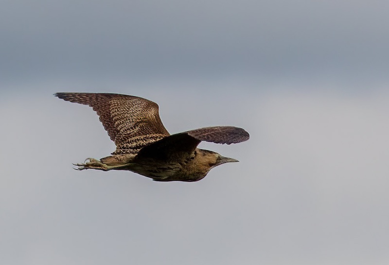 Bittern in flight