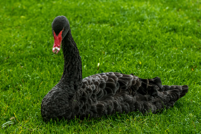 Photo of a Black swan on the grass in Dawlish, Devon