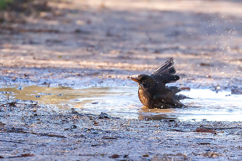 blackbird bathing in puddle