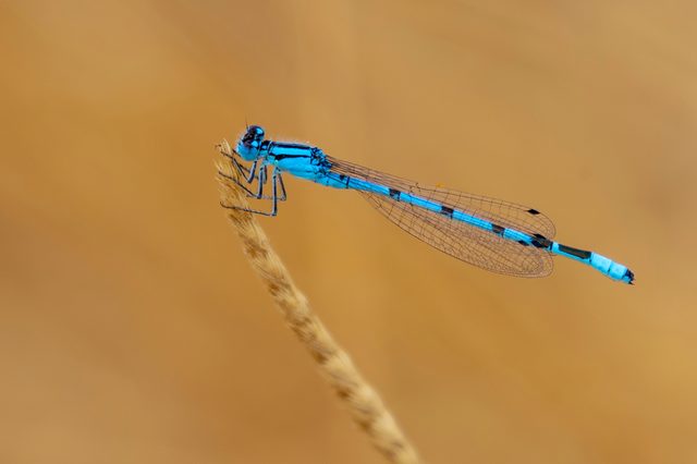 A blue damselfly perched on a dried grass head against a smooth out-of-focus background, photographed on a Canon EOS 5D Mark III