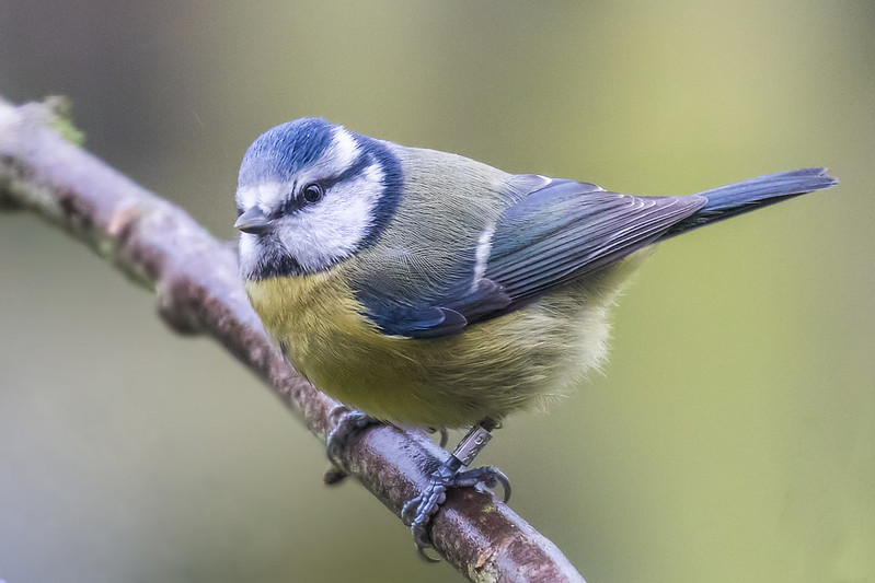 Blue tit isolated against smooth, distant background; clean separation