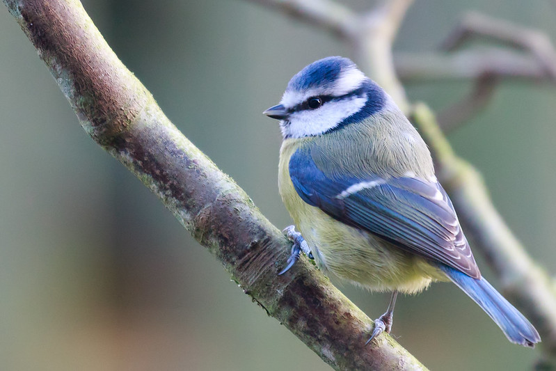 Blue tit on angled branch with busy woodland background; little separation