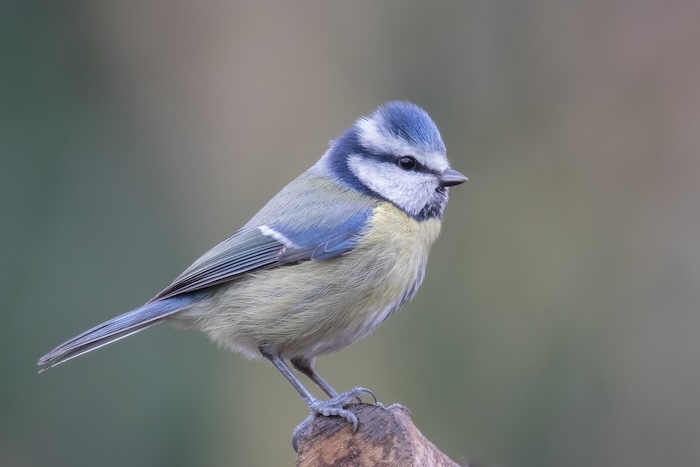 Blue tit in overcast lighting