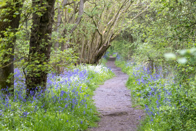 woodland bluebell path