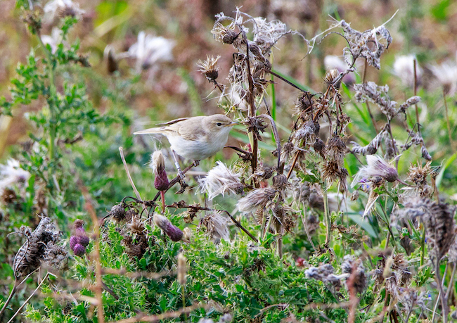 Booted Warbler at Spurn Point 2019