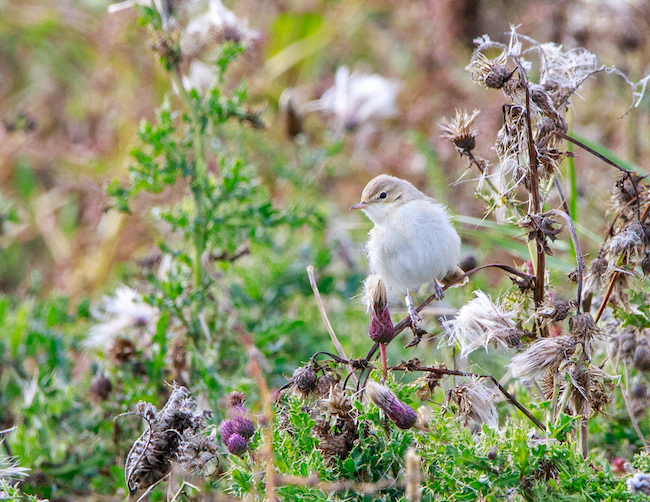 Booted Warbler