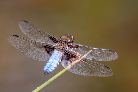 photo of dragonfly