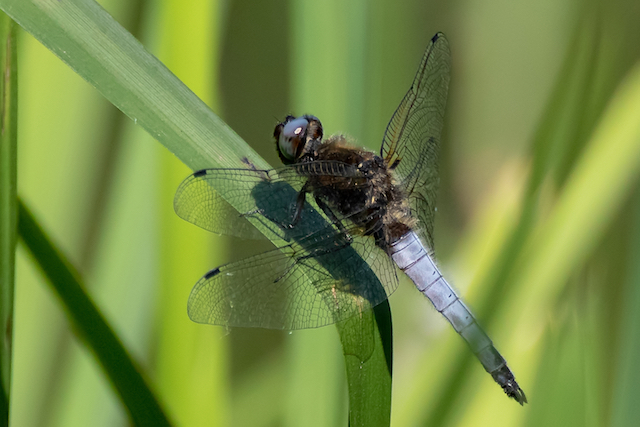 Broad Bodied Chaser dragonfly