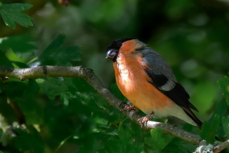Photo of a Bullfinch successfully exposed after noticing underexposure