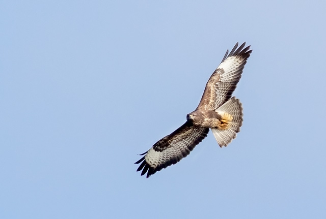 Common Buzzard