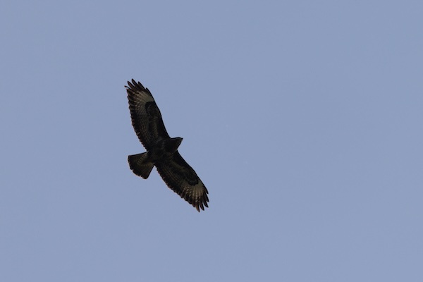 A buzzard underexposed due to lack of planning