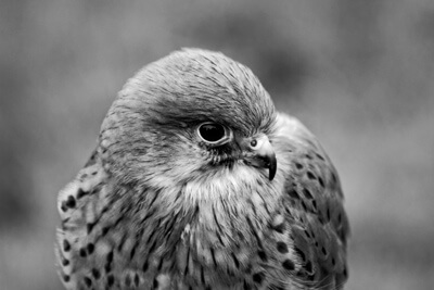 A captive kestrel photographed with black and white film and processed in my home dark room