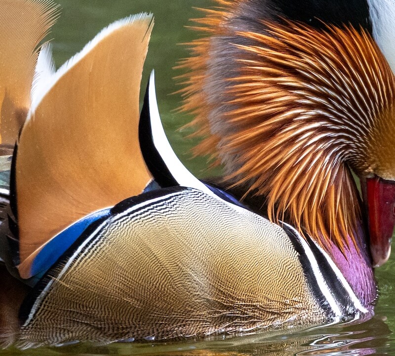 A close up of the Mandarin drake after sharpening