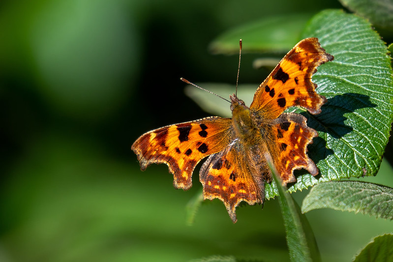 Comma butterfly photographed with a 100-400mm telephoto lens