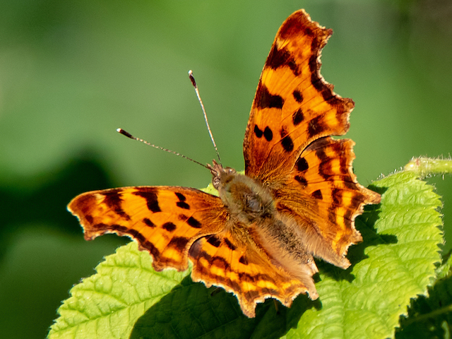 Comma butterfly