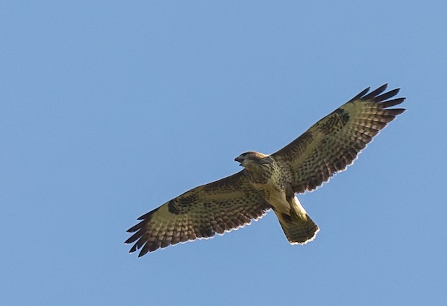 Common Buzzard