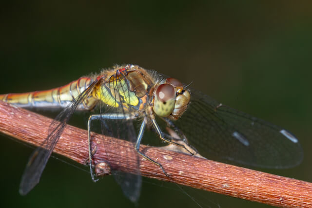 Common Darter macro photograph