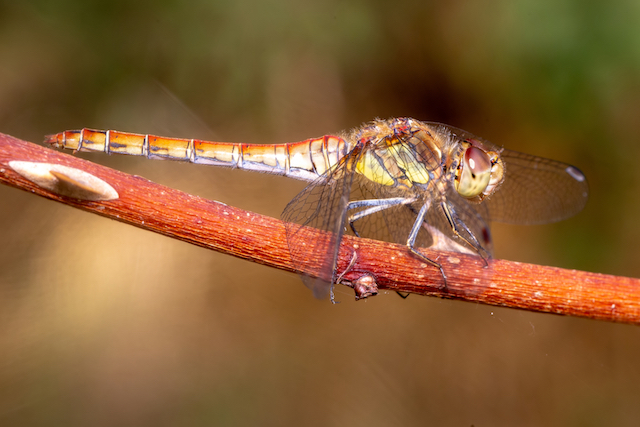 Common Darter taken with macro lens