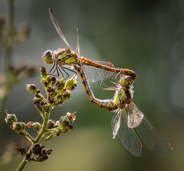 Ruddy Darter dragonfly pair