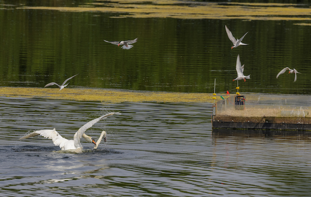 Common Terns dive bombing fighting swans Common Terns dive bombing fighting swans