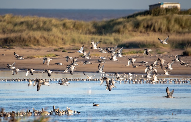 Flock of Curlew over Beacon Ponds