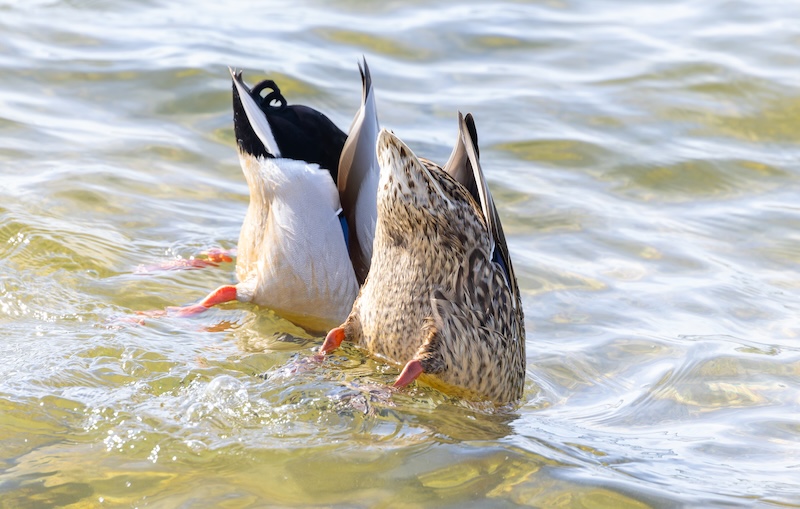 Two Mallards dabbling in shallow water, tails up and feet paddling, with their heads submerged while feeding.