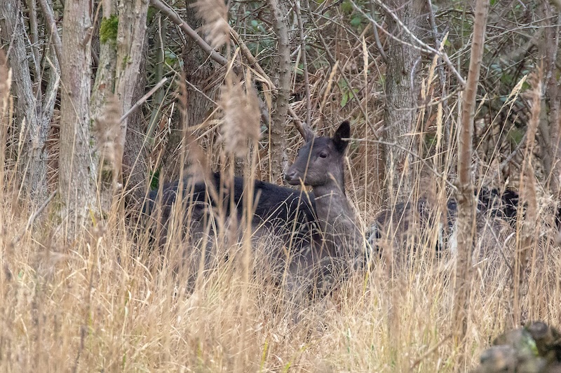A dark fallow doe under the trees among the reeds A dark fallow doe under the trees among the reeds