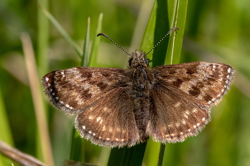 Macro shot showing intricate wing patterns and fine hairs on a Dingy Skipper butterfly.