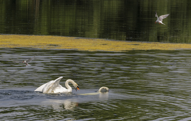 Swan drowning another swan Swan drowning another swan