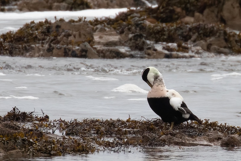 A male Eider duck standing on a rocky, seaweed-covered shore, gently preening while surrounded by shallow tidal water.