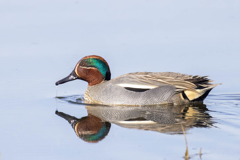 A male Teal gliding across still water, showing his chestnut head with green eye-stripe and finely barred flanks, with a droplet hanging from his bill.
