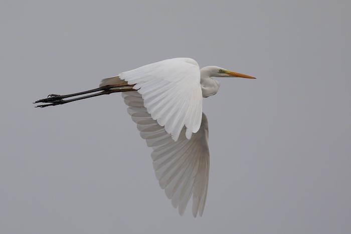 Underexposed great egret