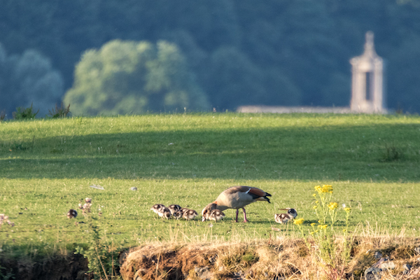 Family of Egyptian Geese on the shore