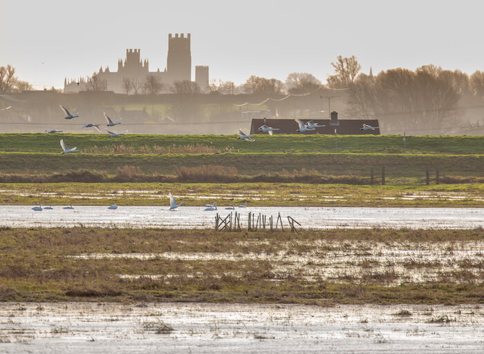 Swans flying by with Ely Cathedral in the background