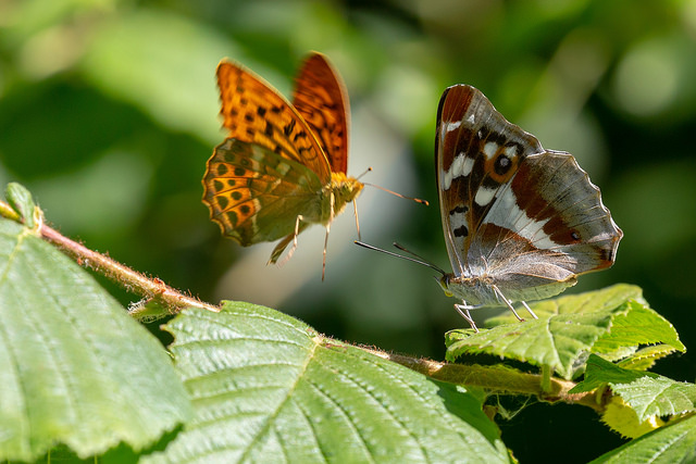 Silver Washed Fritillary approaching a Purple Emperor