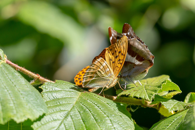Purple Emperor and Silver Washed Fritillary