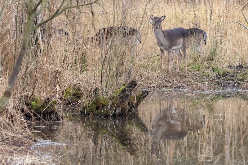 I didn't realise I had caught the reflections I didn't realise I had caught the reflections