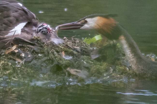 great crested grebe feeding chick a small fish during early development