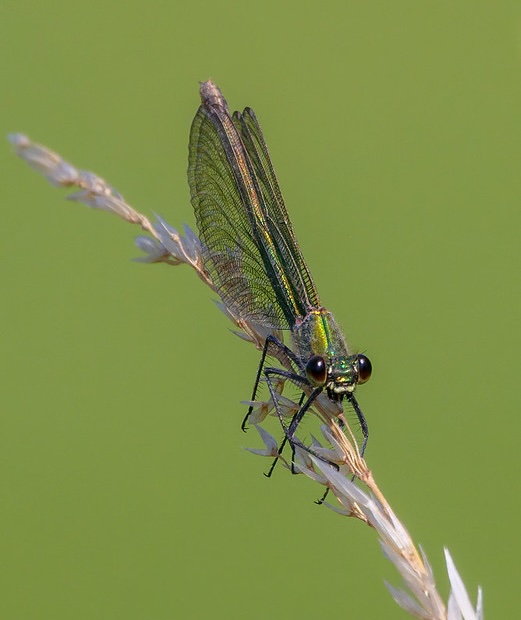 Female banded demoiselle taken with f11-600mm lens