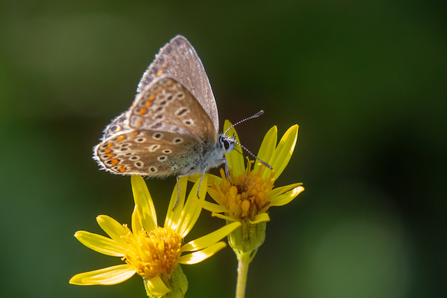 Female Common Blue butterfly