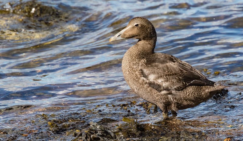 Photo of a female eider duck